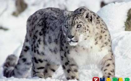 Қазақ тілінен сабақ жоспары: Қар барысы – сұлу аң (5 сынып, I тоқсан, 3 бөлім ) » ZHARAR