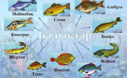Қазақ тілінен сабақ жоспары: Балықтар №10 сабақ (3 сынып, I тоқсан, 1 бөлім) » ZHARAR
