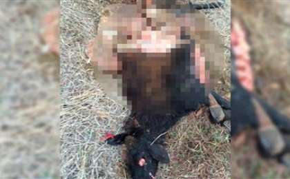 БҚО-да қырықтан астам қойды қасқыр қырып кетті