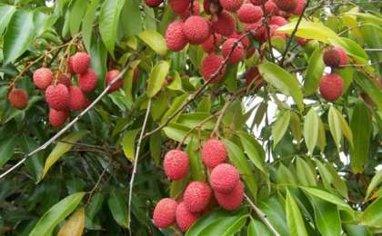 50 бала личи жеп қайтыс болған