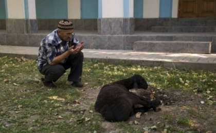 Қой сою тәртібі