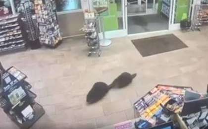 Құндыздар азық-түлік дүкенінде бейнебақылауға түсіп қалды