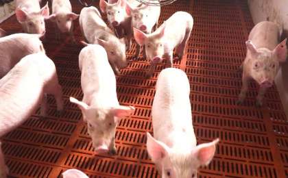 朝鲜首次对内公布非洲猪瘟疫情