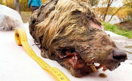 400 ғасыр бұрын кесілген алпауын қасқырдың басы табылды