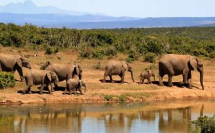Пілдердің жерлеу рәсімі Желі қолданушыларының көзіне жас алдырды