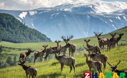 Қазақ тілінен сабақ жоспары: Қазақстан табиғаты Ақпарат іздеу №2 (2 сынып, II тоқсан ) » ZHARAR