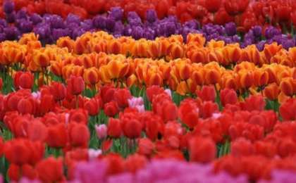 Түркістан абат баққа айналмақ