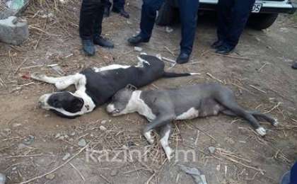 Баланы талап өлтірген иттердің иесі: Заң алдында жауап беруге дайынмын