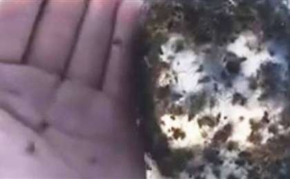 Шол шетінде құжынаған өрмекшілер жұрттың жағасын ұстатты