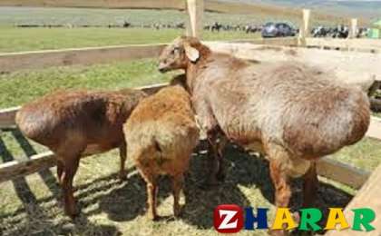 Мал сойғаны туралы хабарламағаны үшін айыппұл салынуы мүмкін