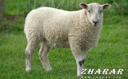 Қой сою дәстүрі (видео)