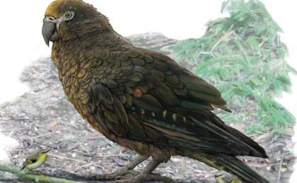 古生物学家在新西兰发现巨型鹦鹉遗骸