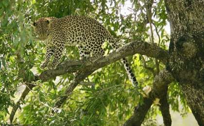 ​Леопард екі жастағы баланы талап тастаған