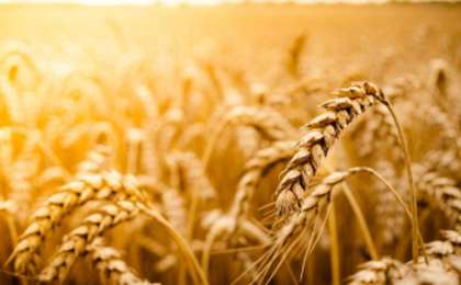 联合国粮农组织：全球食品价格连续五个月上涨