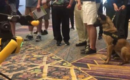 ​Робот ит пен тірі иттің ойынын таспаға түсірген