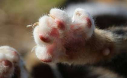 ​Мысықтардың тырнағын кесуге тыйым салынды