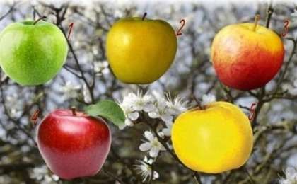 Психологиялық тест: Қандай алманы сатып алар едіңіз? Жауабыңыз сіз туралы сыр айтады