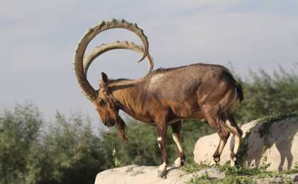 禁猎措施出成效 东哈州野生动物种群数量显著回升