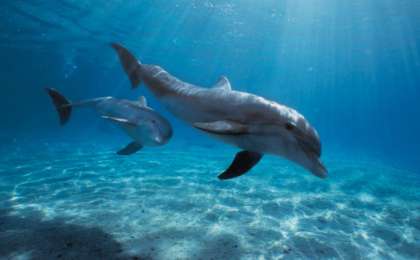 Видеошок: Өлген баласын қимаған дельфин желі қолданушыларының көңілін елжіретті