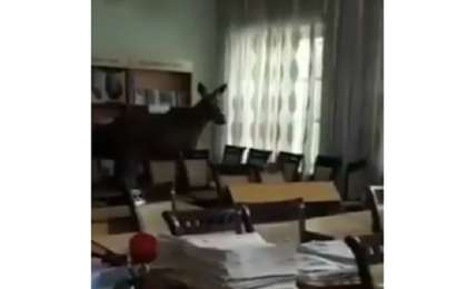 ​Семейде колледж кітапханасына бұлан кіріп кеткен