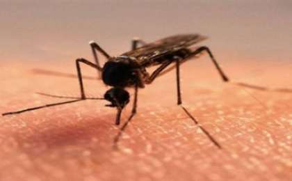 Маса кімді шағады? |