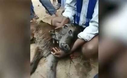 Екі басты құбыжық бұзау дүниеге келді