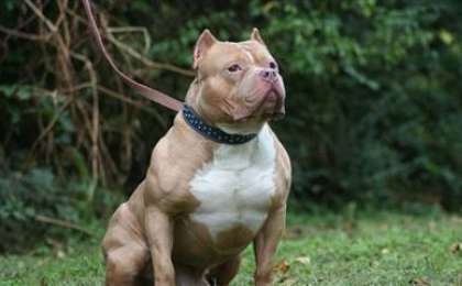 Екі ит 7 жасар баланы шайнап тастады