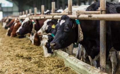 新疆阿拉山口开建活畜隔离屠宰场 可直接进口哈国肉牛