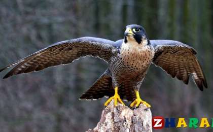 Мақал - мәтел: Құс » ZHARAR