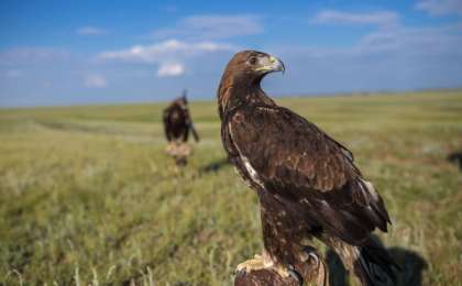 Аң-құс пен төрт түліктің қазақша атаулары |