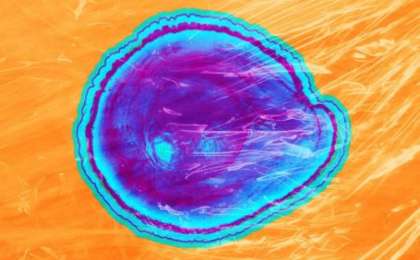 Тағамның жарамдылық мерзімін екі есе ұзартатын қаптама жасалды