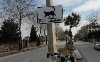 «Мысық шығуы мүмкін»