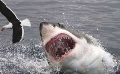 Спортшы акуланың шабуылынан көз жұмды