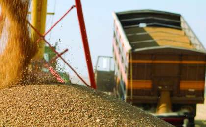 2019年1月哈萨克斯坦小麦出口量同比增长35.1%