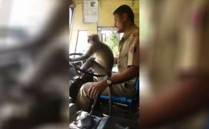 Маймыл қоғамдық көлікті айдап кеткен (ВИДЕО)