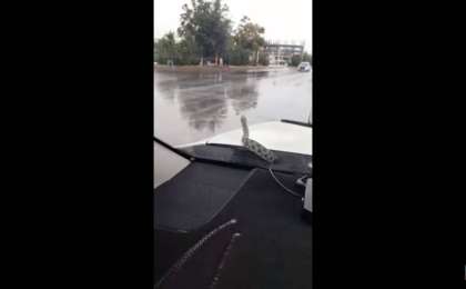 Ақтауда көлік капотынан атып шыққан алып жылан жүргізушіні шошытты (ВИДЕО)