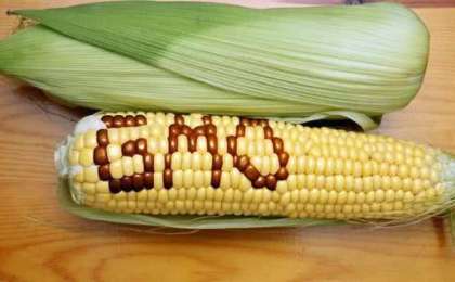 欧盟批准10种转基因产品上市