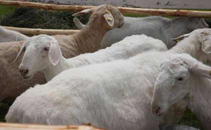 Қазір қойды телефонмен бағып жүрміз, қойшының керегі жоқ - жас кәсіпкер