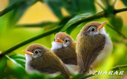 Пословицы и поговорки: Птица