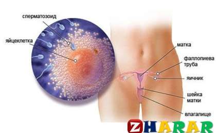 Англияның мамандарды мынадай зерттеу нәтижесін шығарыпты