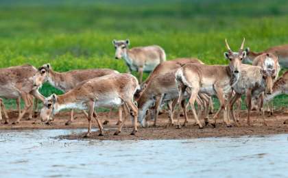哈萨克斯坦对高鼻羚羊种群数量进行了普查