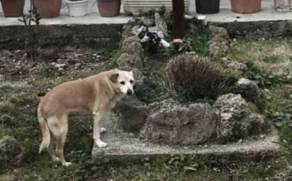 ​Иесін он жыл күткен ит оның мазарында өлді