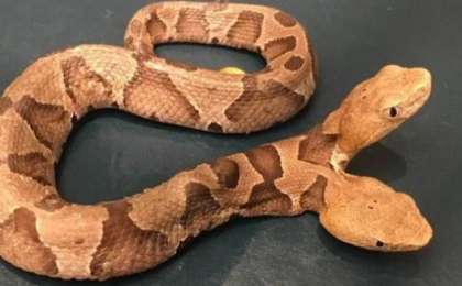 Екібасты ерекше жылан көпшіліктің таңданысын тудырды (ВИДЕО)