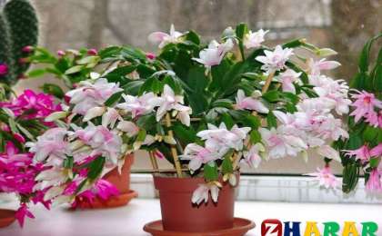 Бөлме гүлін баптау