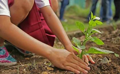 今年我国将种植一百万棵树