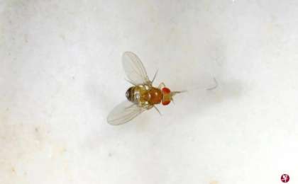 果蝇研究显示药物联用有助延长寿命