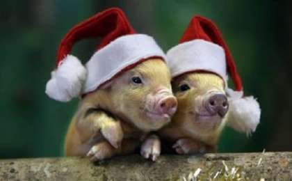 Адамгершілік слайд,презентация - Биология