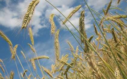 农业部：今年哈萨克斯坦粮食产量预计为1700万吨