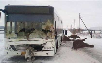 Автобус бір үйір жылқыны басып кетті