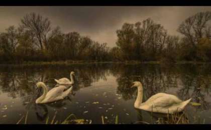 М.Мақатаев " Аққулар ұйықтағанда" поэмасын талдау